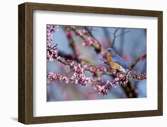 Eastern Bluebird Male in Eastern Redbud, Marion, Illinois, Usa-Richard ans Susan Day-Framed Photographic Print