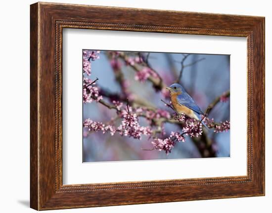 Eastern Bluebird Male in Eastern Redbud, Marion, Illinois, Usa-Richard ans Susan Day-Framed Photographic Print