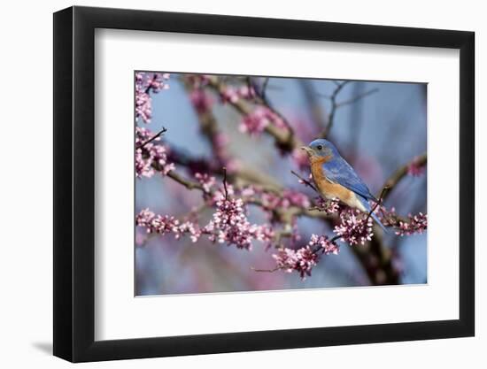 Eastern Bluebird Male in Eastern Redbud, Marion, Illinois, Usa-Richard ans Susan Day-Framed Photographic Print