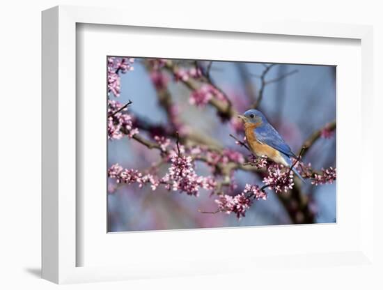 Eastern Bluebird Male in Eastern Redbud, Marion, Illinois, Usa-Richard ans Susan Day-Framed Photographic Print