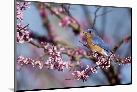 Eastern Bluebird Male in Eastern Redbud, Marion, Illinois, Usa-Richard ans Susan Day-Mounted Photographic Print