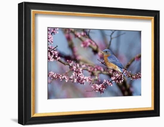 Eastern Bluebird Male in Eastern Redbud, Marion, Illinois, Usa-Richard ans Susan Day-Framed Photographic Print