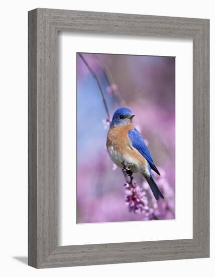 Eastern Bluebird Male in Eastern Redbud, Marion, Illinois, Usa-Richard ans Susan Day-Framed Photographic Print