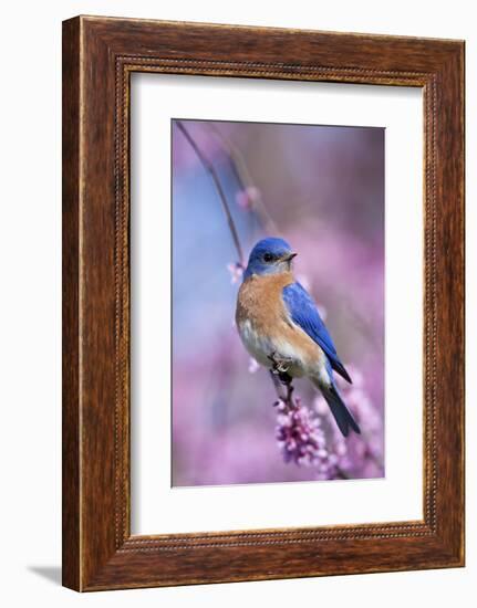 Eastern Bluebird Male in Eastern Redbud, Marion, Illinois, Usa-Richard ans Susan Day-Framed Photographic Print