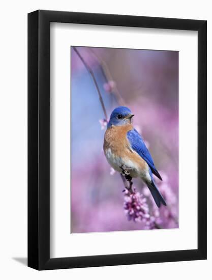 Eastern Bluebird Male in Eastern Redbud, Marion, Illinois, Usa-Richard ans Susan Day-Framed Photographic Print