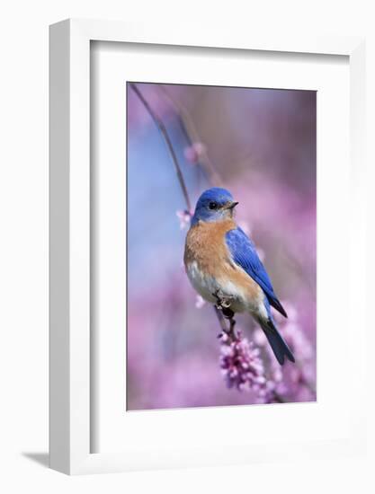 Eastern Bluebird Male in Eastern Redbud, Marion, Illinois, Usa-Richard ans Susan Day-Framed Photographic Print