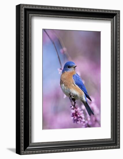 Eastern Bluebird Male in Eastern Redbud, Marion, Illinois, Usa-Richard ans Susan Day-Framed Photographic Print