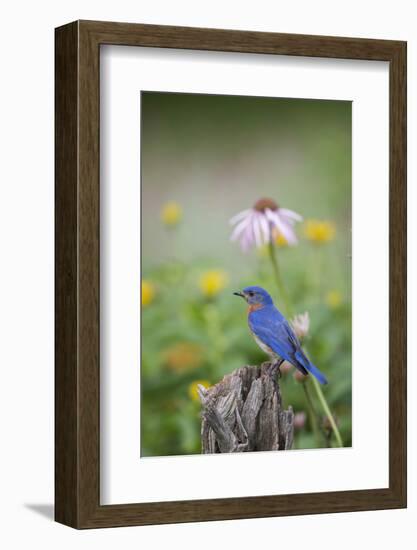 Eastern Bluebird Male in Flower Garden, Marion County, Il-Richard and Susan Day-Framed Photographic Print