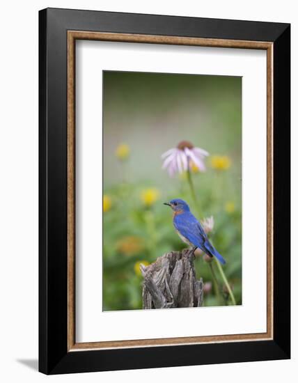 Eastern Bluebird Male in Flower Garden, Marion County, Il-Richard and Susan Day-Framed Photographic Print