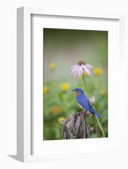 Eastern Bluebird Male in Flower Garden, Marion County, Il-Richard and Susan Day-Framed Photographic Print