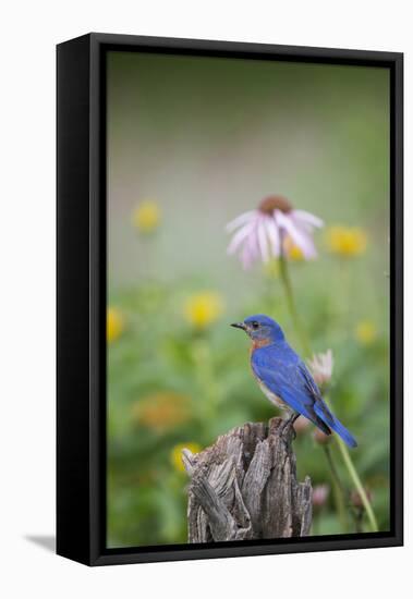 Eastern Bluebird Male in Flower Garden, Marion County, Il-Richard and Susan Day-Framed Premier Image Canvas