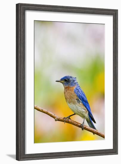 Eastern Bluebird Male in Flower Garden, Marion, Illinois, Usa-Richard ans Susan Day-Framed Photographic Print