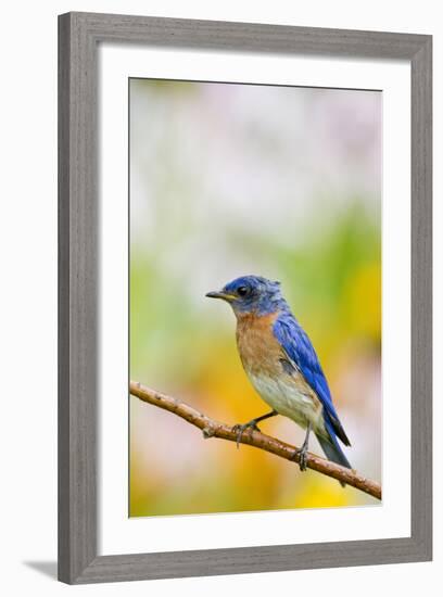 Eastern Bluebird Male in Flower Garden, Marion, Illinois, Usa-Richard ans Susan Day-Framed Photographic Print