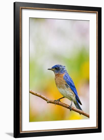 Eastern Bluebird Male in Flower Garden, Marion, Illinois, Usa-Richard ans Susan Day-Framed Photographic Print