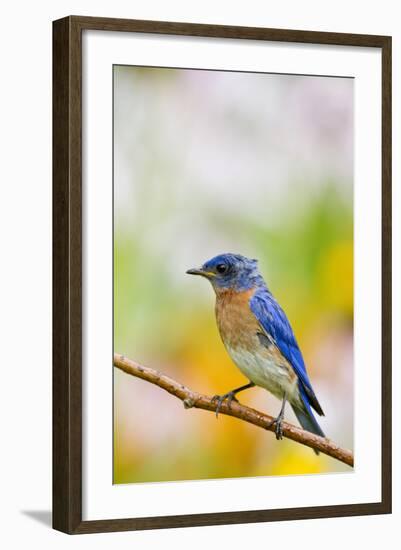 Eastern Bluebird Male in Flower Garden, Marion, Illinois, Usa-Richard ans Susan Day-Framed Photographic Print