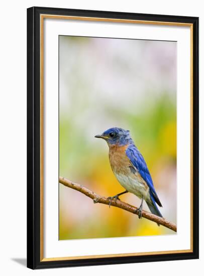 Eastern Bluebird Male in Flower Garden, Marion, Illinois, Usa-Richard ans Susan Day-Framed Photographic Print