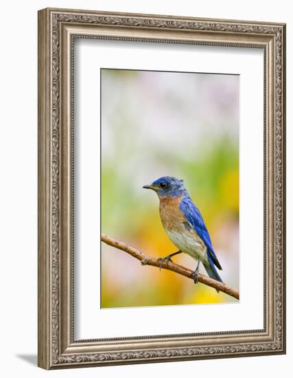 Eastern Bluebird Male in Flower Garden, Marion, Illinois, Usa-Richard ans Susan Day-Framed Photographic Print