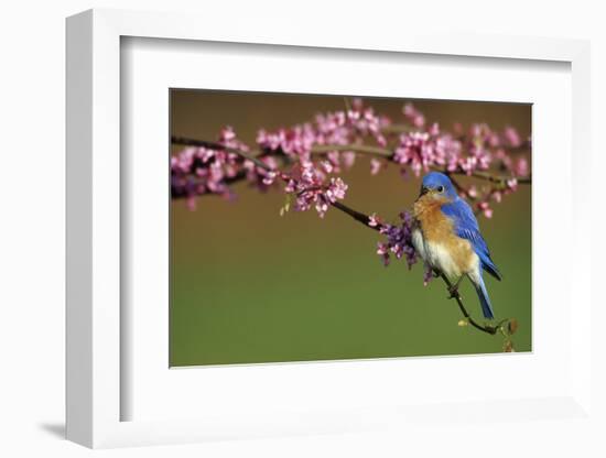 Eastern Bluebird Male in Redbud Tree in Spring Marion County, Illinois-Richard and Susan Day-Framed Photographic Print