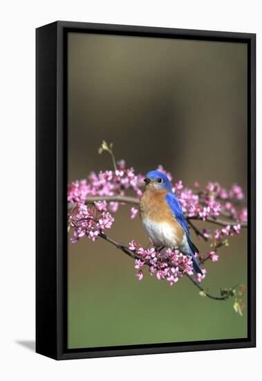 Eastern Bluebird Male in Redbud Tree in Spring, Marion, Il-Richard and Susan Day-Framed Premier Image Canvas