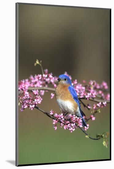 Eastern Bluebird Male in Redbud Tree in Spring, Marion, Il-Richard and Susan Day-Mounted Photographic Print