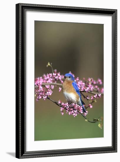 Eastern Bluebird Male in Redbud Tree in Spring, Marion, Il-Richard and Susan Day-Framed Photographic Print