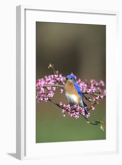 Eastern Bluebird Male in Redbud Tree in Spring, Marion, Il-Richard and Susan Day-Framed Photographic Print