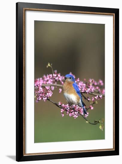 Eastern Bluebird Male in Redbud Tree in Spring, Marion, Il-Richard and Susan Day-Framed Photographic Print