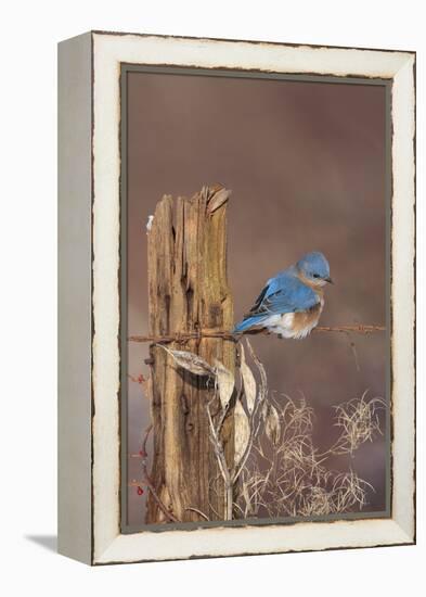 Eastern Bluebird Male in Winter-null-Framed Premier Image Canvas