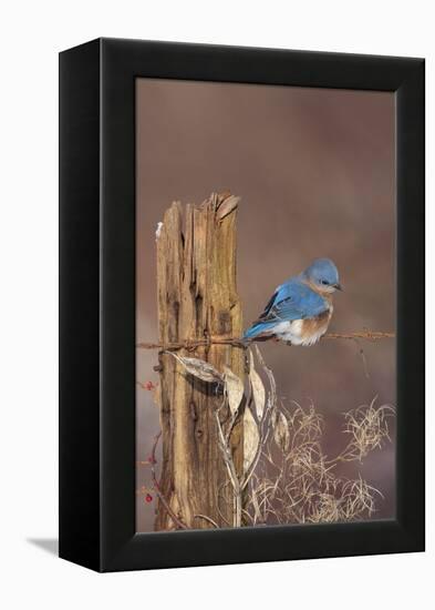 Eastern Bluebird Male in Winter-null-Framed Premier Image Canvas