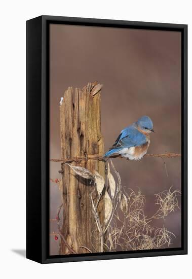 Eastern Bluebird Male in Winter-null-Framed Premier Image Canvas