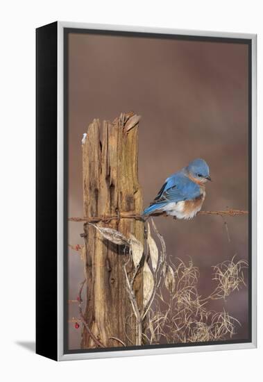 Eastern Bluebird Male in Winter-null-Framed Premier Image Canvas