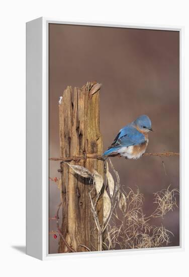 Eastern Bluebird Male in Winter-null-Framed Premier Image Canvas
