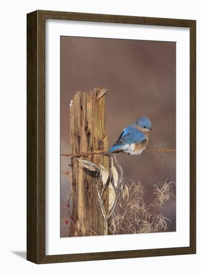 Eastern Bluebird Male in Winter-null-Framed Photographic Print