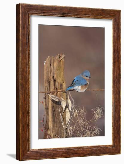 Eastern Bluebird Male in Winter-null-Framed Photographic Print