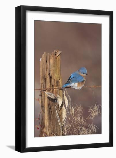 Eastern Bluebird Male in Winter-null-Framed Photographic Print