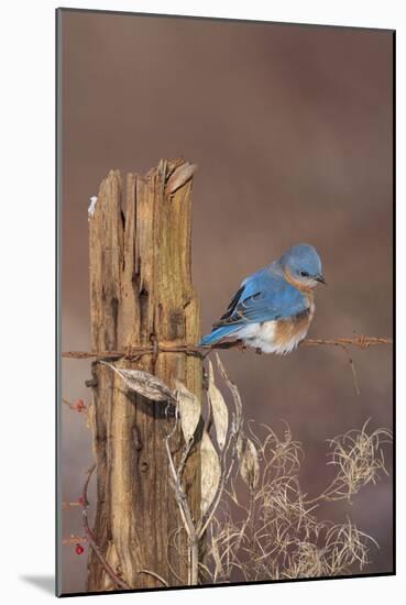 Eastern Bluebird Male in Winter-null-Mounted Photographic Print