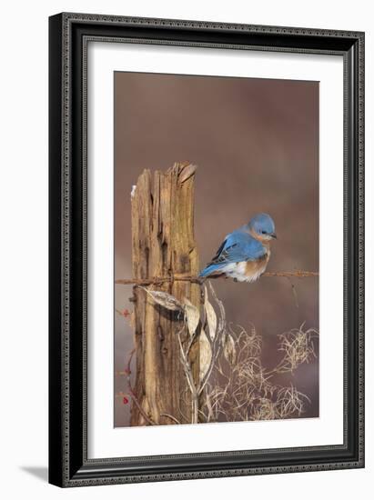 Eastern Bluebird Male in Winter-null-Framed Photographic Print