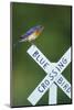 Eastern Bluebird Male on Bluebird Crossing Sign, Marion, Il-Richard and Susan Day-Mounted Photographic Print