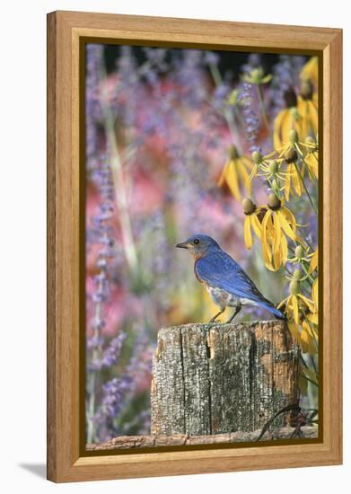 Eastern Bluebird Male on Fence in Flower Garden, Marion, Il-Richard and Susan Day-Framed Premier Image Canvas