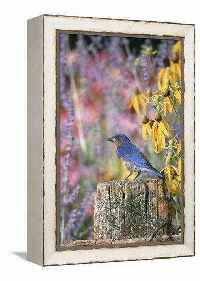 Eastern Bluebird Male on Fence in Flower Garden, Marion, Il-Richard and Susan Day-Framed Premier Image Canvas