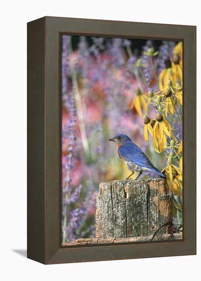 Eastern Bluebird Male on Fence in Flower Garden, Marion, Il-Richard and Susan Day-Framed Premier Image Canvas