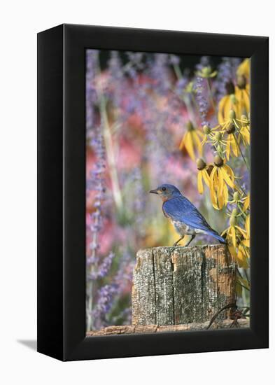 Eastern Bluebird Male on Fence in Flower Garden, Marion, Il-Richard and Susan Day-Framed Premier Image Canvas