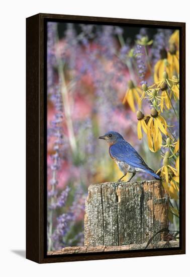 Eastern Bluebird Male on Fence in Flower Garden, Marion, Il-Richard and Susan Day-Framed Premier Image Canvas