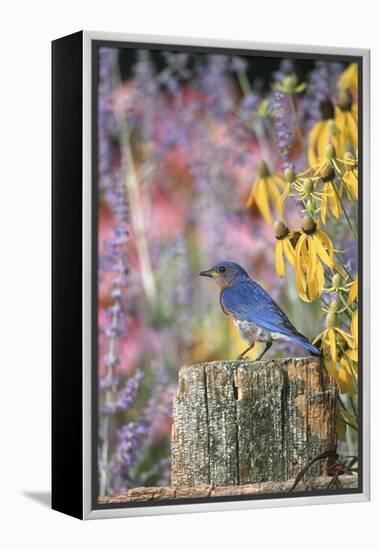 Eastern Bluebird Male on Fence in Flower Garden, Marion, Il-Richard and Susan Day-Framed Premier Image Canvas