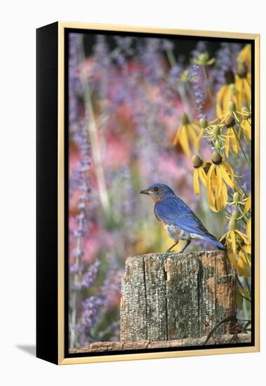 Eastern Bluebird Male on Fence in Flower Garden, Marion, Il-Richard and Susan Day-Framed Premier Image Canvas