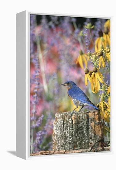 Eastern Bluebird Male on Fence in Flower Garden, Marion, Il-Richard and Susan Day-Framed Premier Image Canvas