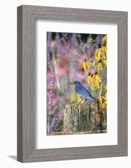 Eastern Bluebird Male on Fence in Flower Garden, Marion, Il-Richard and Susan Day-Framed Photographic Print