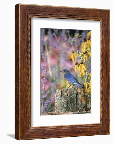 Eastern Bluebird Male on Fence in Flower Garden, Marion, Il-Richard and Susan Day-Framed Photographic Print