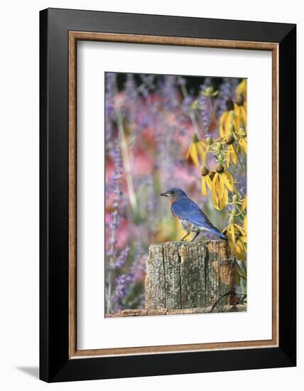 Eastern Bluebird Male on Fence in Flower Garden, Marion, Il-Richard and Susan Day-Framed Photographic Print