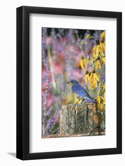 Eastern Bluebird Male on Fence in Flower Garden, Marion, Il-Richard and Susan Day-Framed Photographic Print